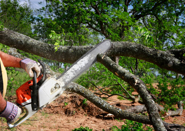 The Steps Involved in Our Tree Care Process in Lockport Heights, IL